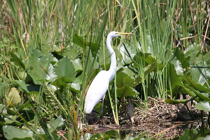 Vivez une excursion exaltante en hydroglisseur dans le vaste parc national des Everglades, à la recherche d'animaux sauvages, photo 14 | wizardtrip