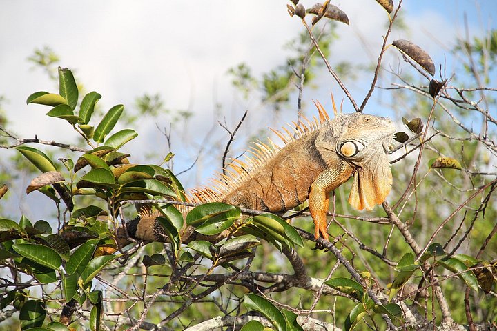 Vivez une excursion exaltante en hydroglisseur dans le vaste parc national des Everglades, à la recherche d'animaux sauvages, photo 15 | wizardtrip