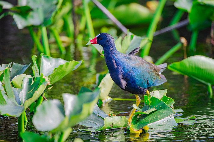 Vivez une excursion exaltante en hydroglisseur dans le vaste parc national des Everglades, à la recherche d'animaux sauvages, photo 16 | wizardtrip