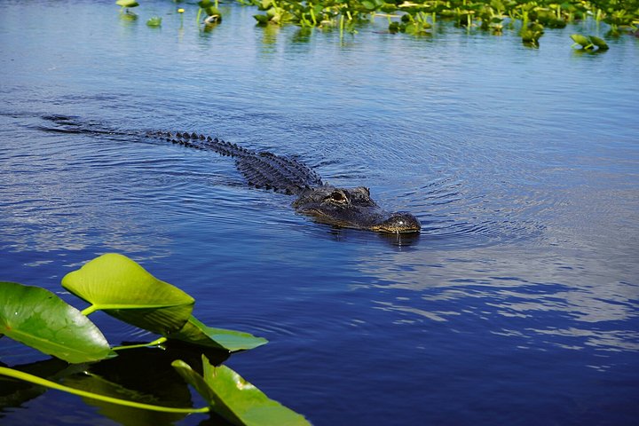Vivez une excursion exaltante en hydroglisseur dans le vaste parc national des Everglades, à la recherche d'animaux sauvages, photo 18 | wizardtrip