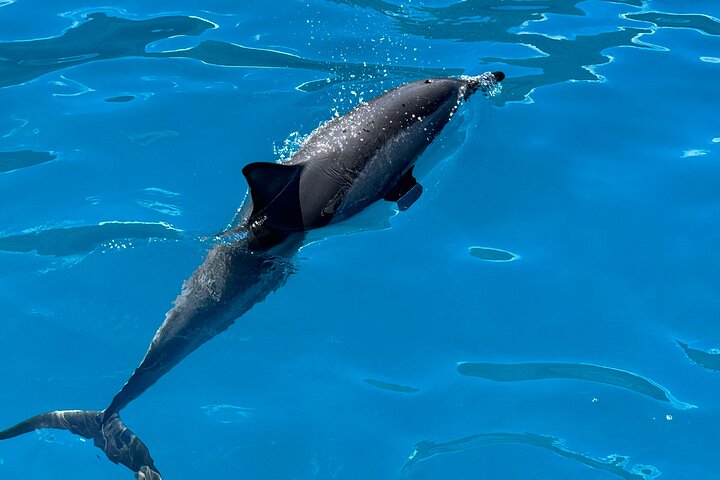 Tour in catamarano a potenza lungo l'imponente Na Pali Coast a Kauai, Hawaii, con opportunità di snorkeling e avvistamento di fauna selvatica, foto 8 | wizardtrip