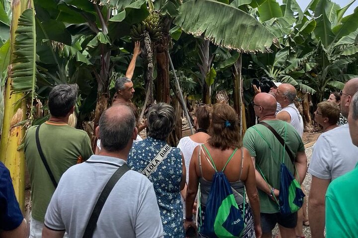 Rundvisning på Banana World | wizardtrip