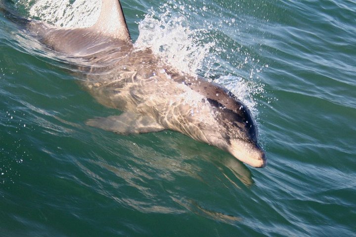 1:00 PM Eco Tour and Dolphin Watch | wizardtrip