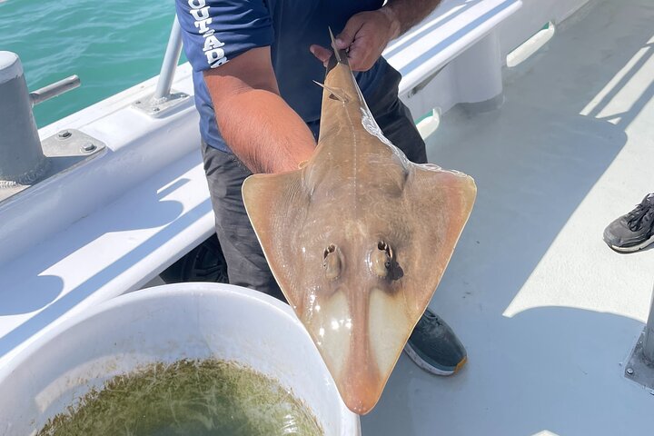 Dauphins nageant et sautant près d'un bateau à South Padre Island lors d'un éco-tour, photo 6 | wizardtrip