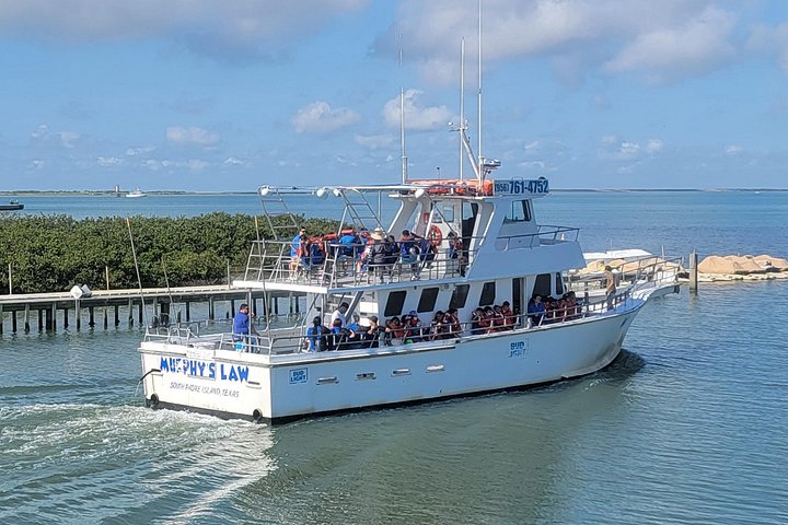Dauphins nageant et sautant près d'un bateau à South Padre Island lors d'un éco-tour, photo 8 | wizardtrip