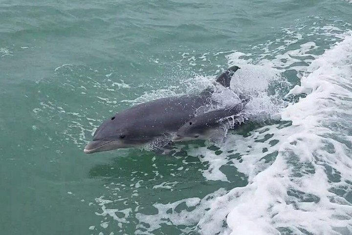 Dauphins nageant et sautant près d'un bateau à South Padre Island lors d'un éco-tour, photo 10 | wizardtrip