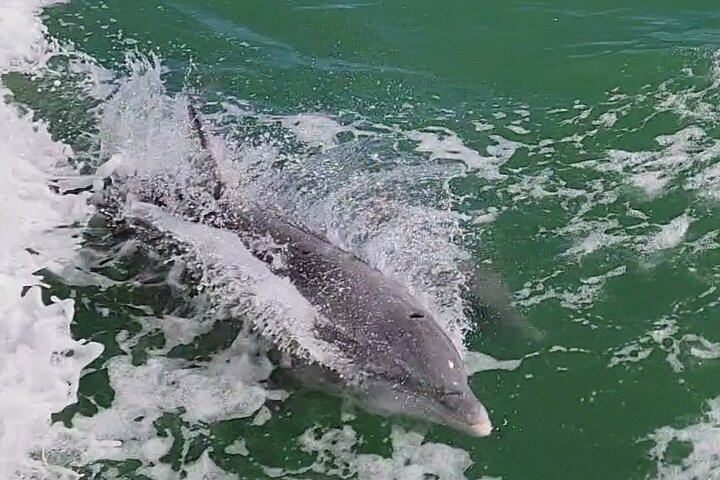 Enjoy a dolphin watching cruise in South Padre Island, spotting dolphins and scenic views, photo 7 | wizardtrip