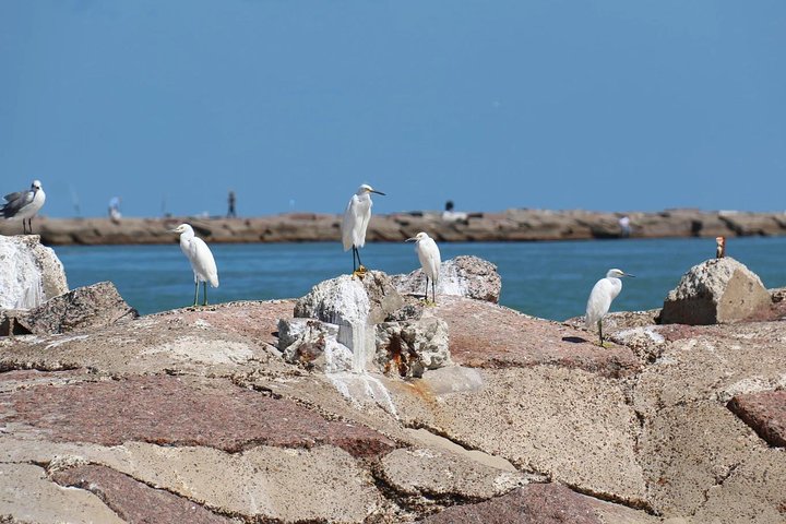 Enjoy a dolphin watching cruise in South Padre Island, spotting dolphins and scenic views, photo 9 | wizardtrip