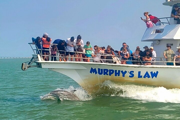Enjoy a dolphin watching cruise in South Padre Island, spotting dolphins and scenic views, photo 10 | wizardtrip