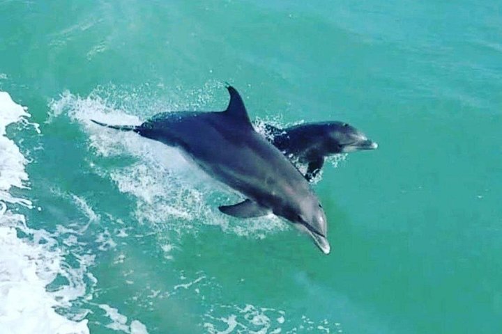 Enjoy a dolphin watching cruise in South Padre Island, spotting dolphins and scenic views, photo 13 | wizardtrip