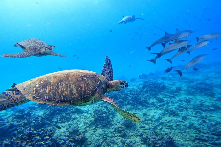Excursion en catamaran à Waikiki, Hawaï, avec tortues et sports nautiques, photo 14 | wizardtrip
