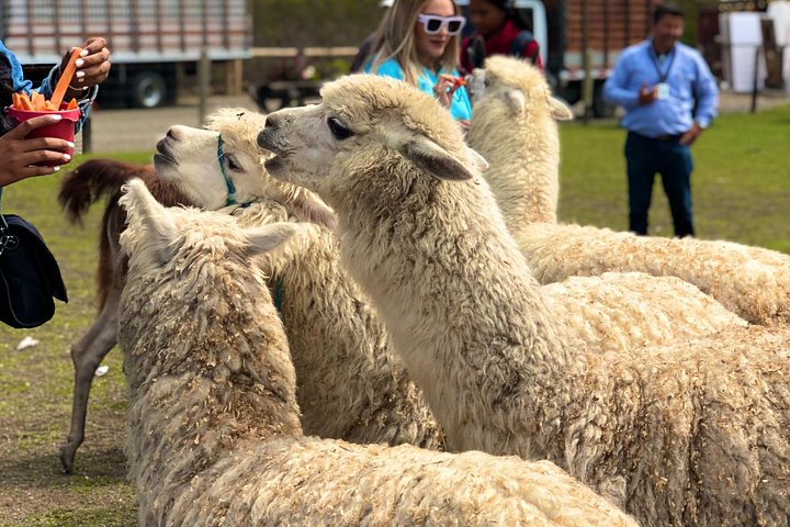 Tour de día completo a Guatapé desde Medellín, con la Piedra del Peñol, paseo en barco y comidas locales, foto 16 | wizardtrip