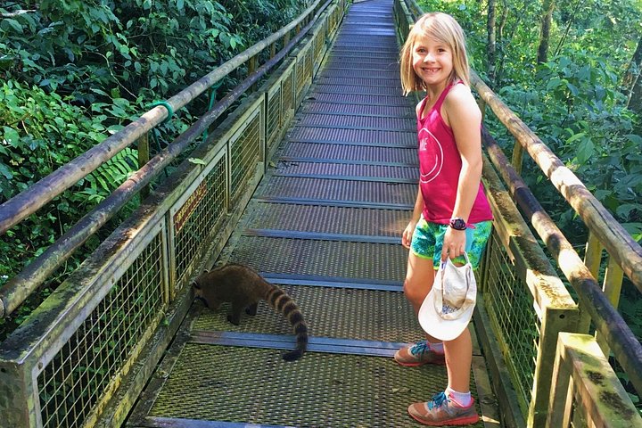 Ervaar de kracht en schoonheid van de Iguazú Watervallen met een boottocht, trein en safari truck tour in Puerto Iguazú, Argentinië, foto 7 | wizardtrip