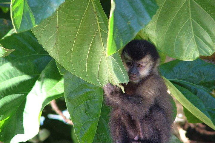 Ervaar de kracht en schoonheid van de Iguazú Watervallen met een boottocht, trein en safari truck tour in Puerto Iguazú, Argentinië, foto 13 | wizardtrip
