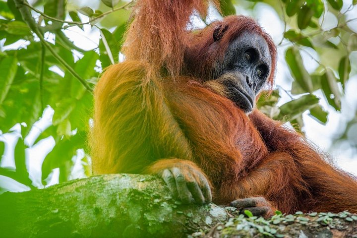 3-Daagse Ethische Orang-oetan Jungle Trek | Bukit Lawang, Sumatra | wizardtrip