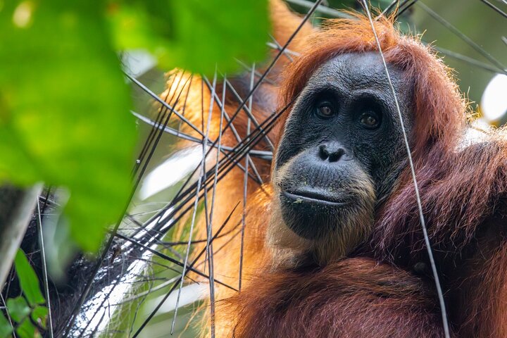 Ethische orang-oetan jungletocht in Bukit Lawang, Sumatra, Indonesië, foto 6 | wizardtrip