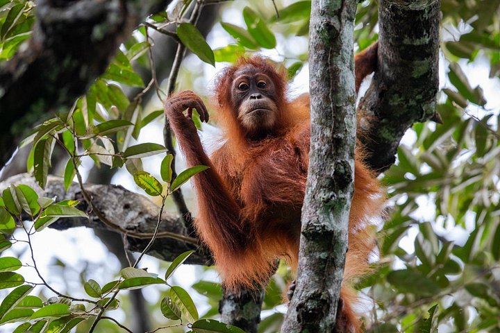Ethische orang-oetan jungletocht in Bukit Lawang, Sumatra, Indonesië, foto 7 | wizardtrip