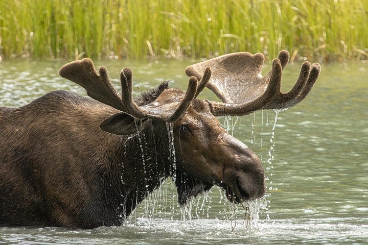 Naturskjønn tur i Jasper nasjonalparks Maligne Valley, Medicine Lake og Spirit Island, foto 8 | wizardtrip