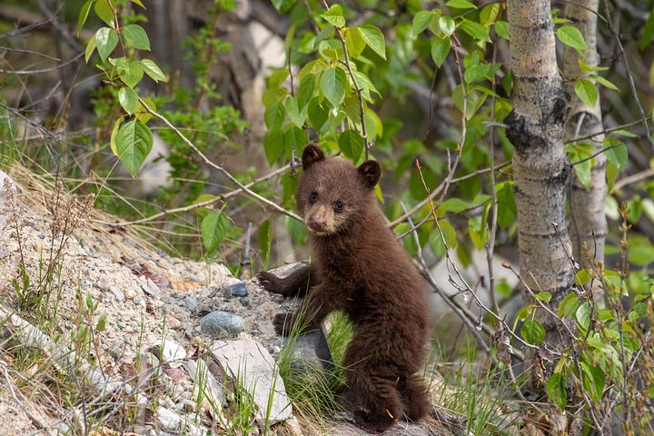 Naturskjønn tur i Jasper nasjonalparks Maligne Valley, Medicine Lake og Spirit Island, foto 9 | wizardtrip