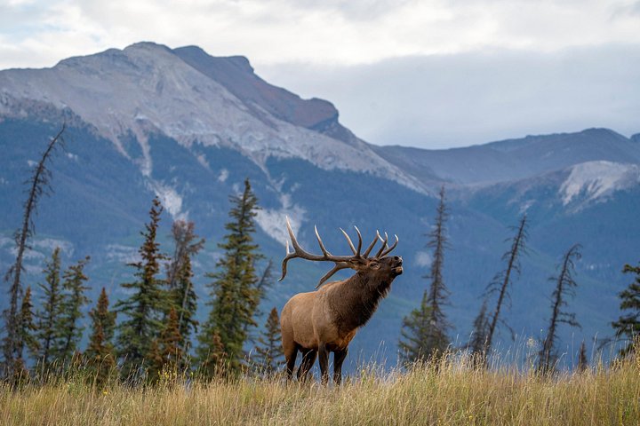 Naturskjønn tur i Jasper nasjonalparks Maligne Valley, Medicine Lake og Spirit Island, foto 12 | wizardtrip