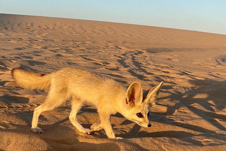 Ervaar de unieke Siwa Oasis met woestijnsafari's, oude tempels en natuurlijke bronnen tijdens een 3-daagse tour vanuit Cairo, foto 47 | wizardtrip