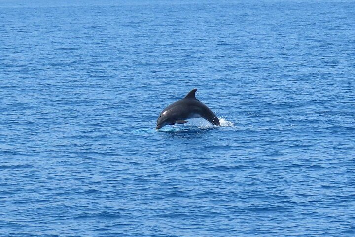 Cruzeiro de luxo em barco explorando ilhas e nadando em águas cristalinas perto de Kos, foto 23 | wizardtrip