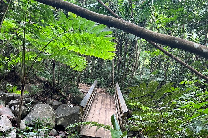 El Yunque National Forest Rondleiding met Vervoer | wizardtrip