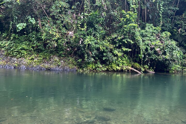 Visite guidée de la forêt nationale d'El Yunque à Porto Rico, avec des cascades, une végétation luxuriante et des points de vue panoramiques, photo 8 | wizardtrip