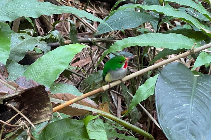 Visite guidée de la forêt nationale d'El Yunque à Porto Rico, avec des cascades, une végétation luxuriante et des points de vue panoramiques, photo 12 | wizardtrip