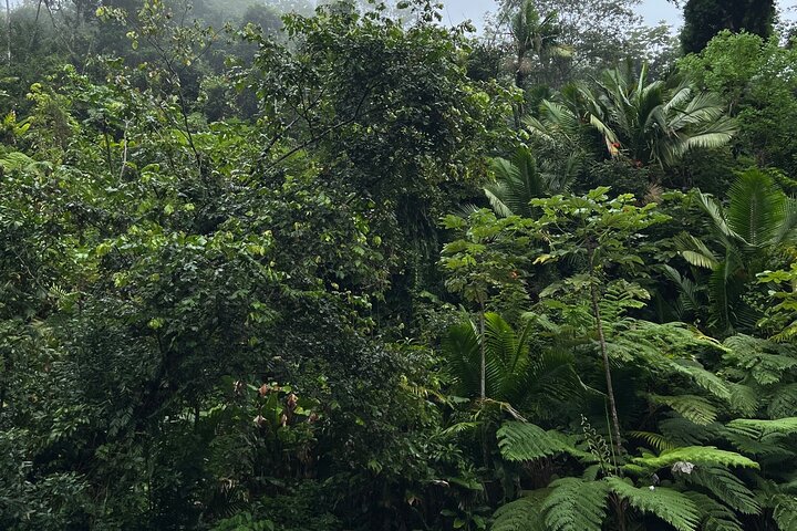Visite guidée de la forêt nationale d'El Yunque à Porto Rico, avec des cascades, une végétation luxuriante et des points de vue panoramiques, photo 13 | wizardtrip