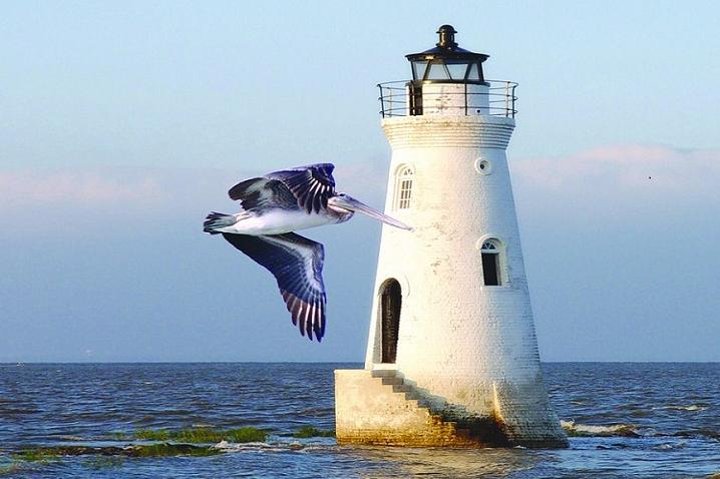 Dolfijnencruise en vuurtorenbezoek op Tybee Island vanuit Savannah, foto 11 | wizardtrip