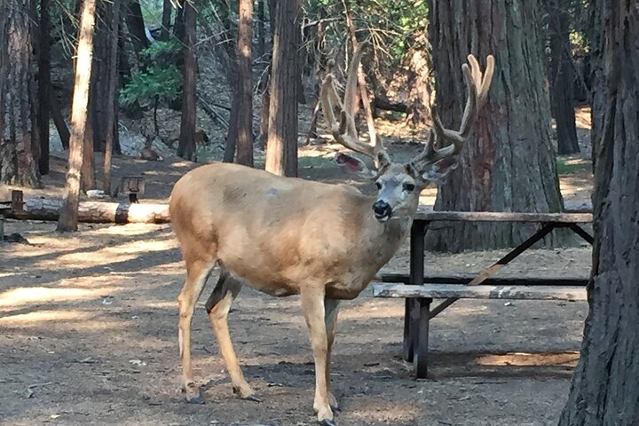 Explore a deslumbrante beleza natural do Parque Nacional de Yosemite num tour guiado em pequeno grupo, com marcos icónicos e miradouros panorâmicos, foto 6 | wizardtrip