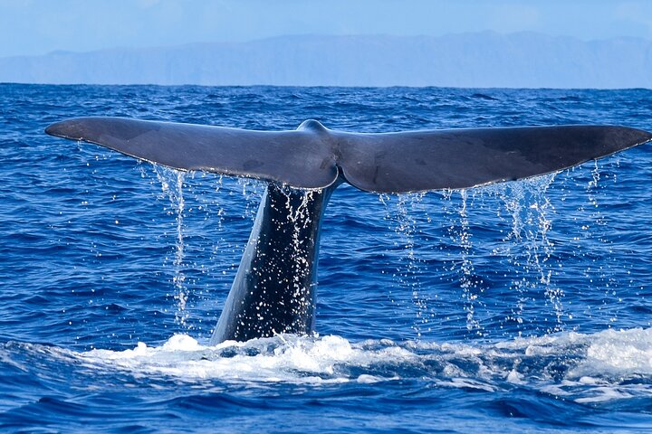 Funchal | wizardtrip