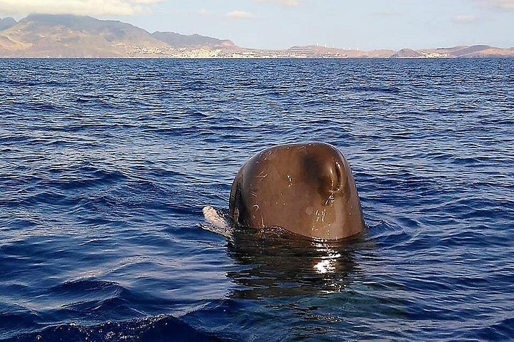 Ansvarlig hvalsafari og delfinsafari i Funchal, Madeira, på en speedbåd, foto 6 | wizardtrip
