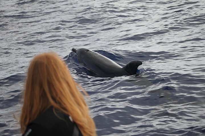 Ansvarlig hvalsafari og delfinsafari i Funchal, Madeira, på en speedbåd, foto 7 | wizardtrip