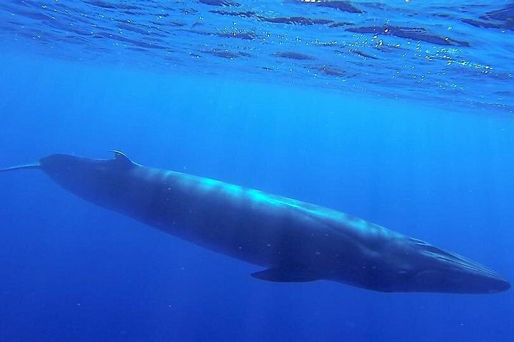 Ansvarlig hvalsafari og delfinsafari i Funchal, Madeira, på en speedbåd, foto 8 | wizardtrip