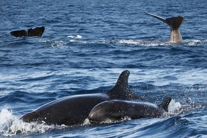 Ansvarlig hvalsafari og delfinsafari i Funchal, Madeira, på en speedbåd, foto 9 | wizardtrip