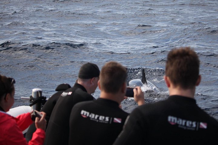 Ansvarlig hvalsafari og delfinsafari i Funchal, Madeira, på en speedbåd, foto 10 | wizardtrip