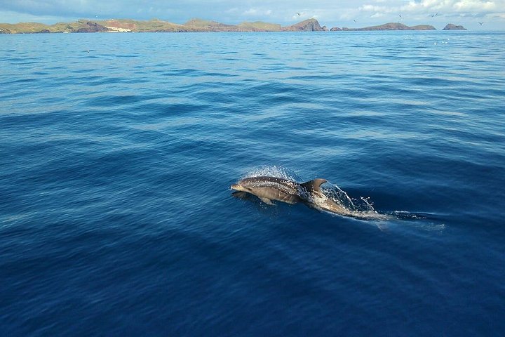 Ansvarlig hvalsafari og delfinsafari i Funchal, Madeira, på en speedbåd, foto 11 | wizardtrip