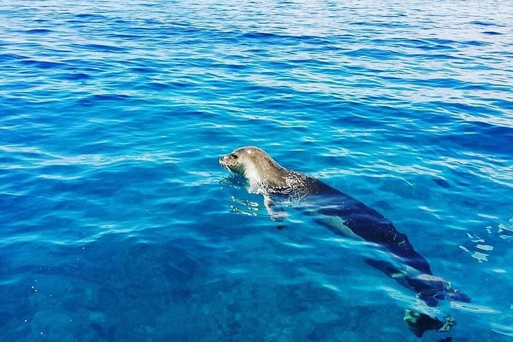 Ansvarlig hvalsafari og delfinsafari i Funchal, Madeira, på en speedbåd, foto 12 | wizardtrip