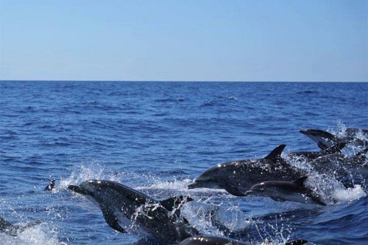 Ansvarlig hvalsafari og delfinsafari i Funchal, Madeira, på en speedbåd, foto 13 | wizardtrip