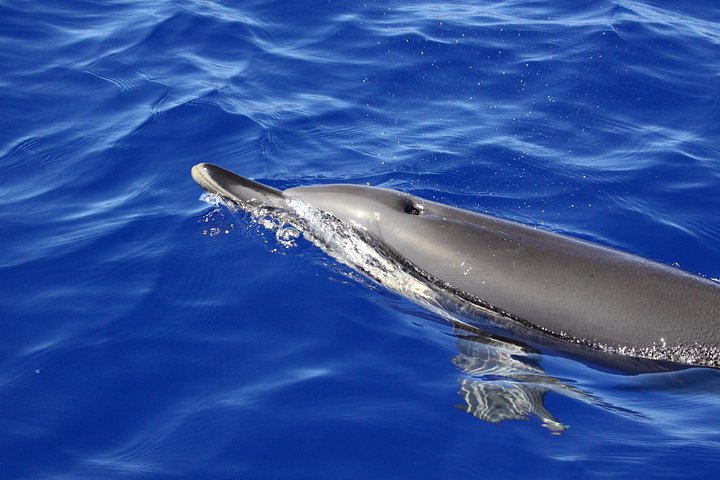 Ansvarlig hvalsafari og delfinsafari i Funchal, Madeira, på en speedbåd, foto 14 | wizardtrip