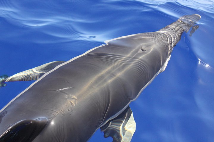 Ansvarlig hvalsafari og delfinsafari i Funchal, Madeira, på en speedbåd, foto 15 | wizardtrip