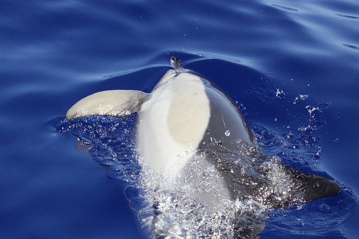 Ansvarlig hvalsafari og delfinsafari i Funchal, Madeira, på en speedbåd, foto 16 | wizardtrip
