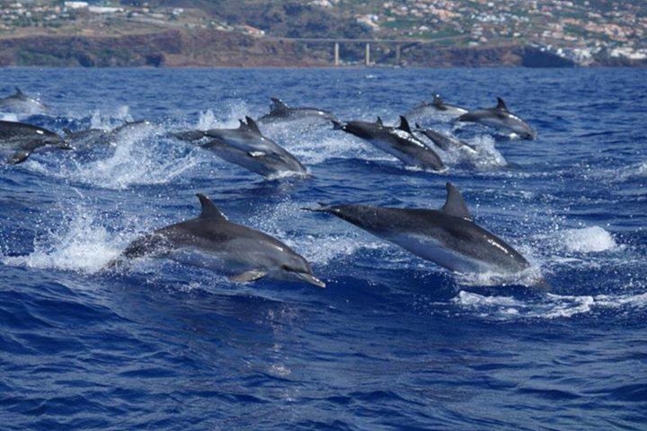 Ansvarlig hvalsafari og delfinsafari i Funchal, Madeira, på en speedbåd, foto 17 | wizardtrip
