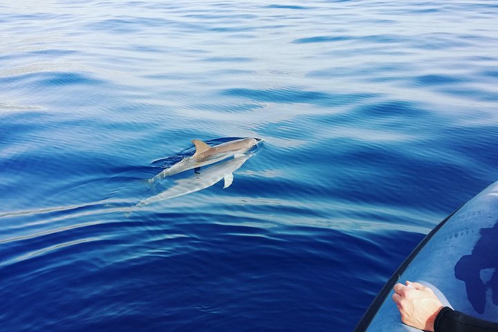 Ansvarlig hvalsafari og delfinsafari i Funchal, Madeira, på en speedbåd, foto 18 | wizardtrip