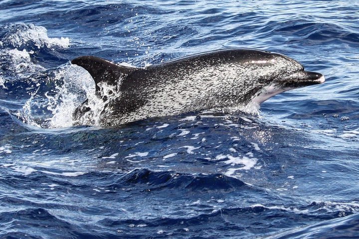 Ansvarlig hvalsafari og delfinsafari i Funchal, Madeira, på en speedbåd, foto 19 | wizardtrip