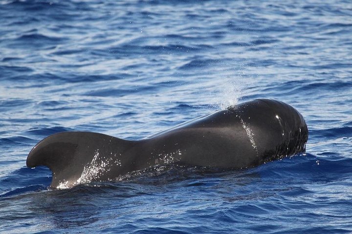 Ansvarlig hvalsafari og delfinsafari i Funchal, Madeira, på en speedbåd, foto 20 | wizardtrip