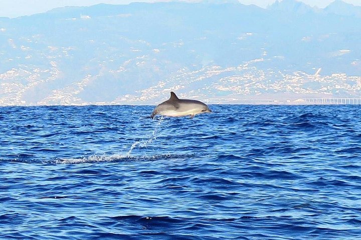 Ansvarlig hvalsafari og delfinsafari i Funchal, Madeira, på en speedbåd, foto 21 | wizardtrip