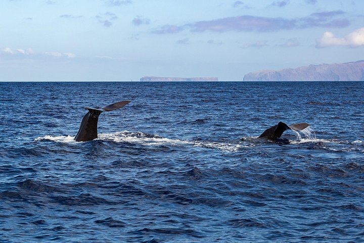 Ansvarlig hvalsafari og delfinsafari i Funchal, Madeira, på en speedbåd, foto 22 | wizardtrip